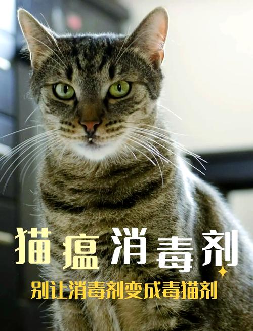 养猫家庭必备:如何选择安全消毒剂?